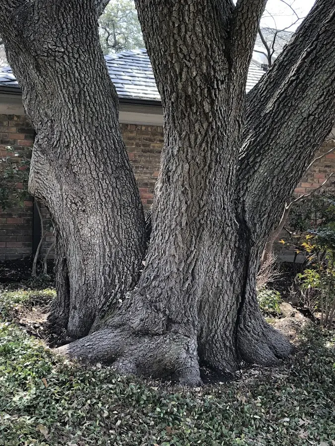 Mature heritage tree close to a Tioga property cared for by certified arborists